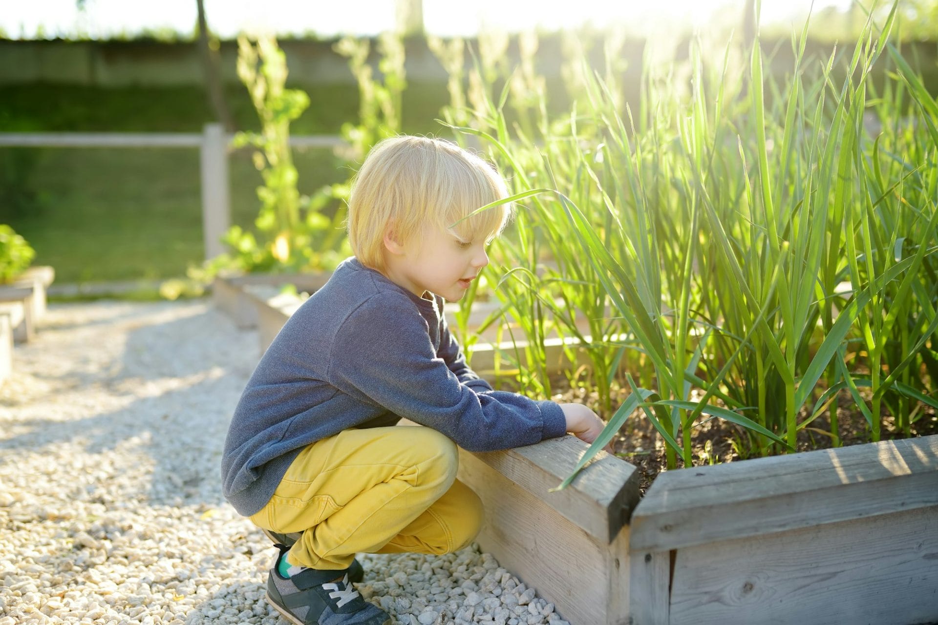 Little child is in community kitchen garden. garden beds with plants in vegetable community garden